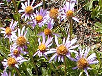 Alpen-Aster